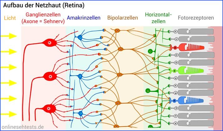 Aufbau Netzhaut