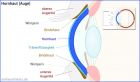 Hornhaut (Cornea)