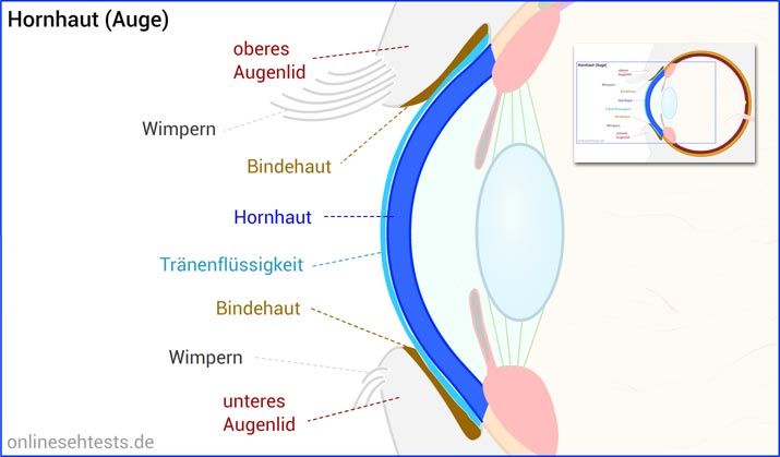 Hornhaut (Cornea)