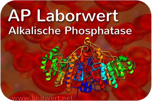 Alkalische Phosphatase