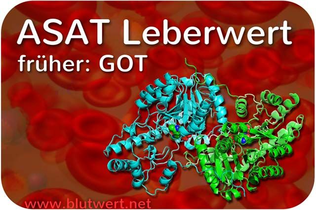 Aspartat-Aminotransferase