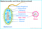 Bakterien Viren Unterschied