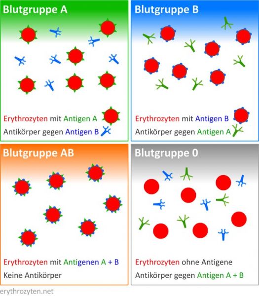 Blutgruppen