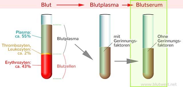 Blutserum