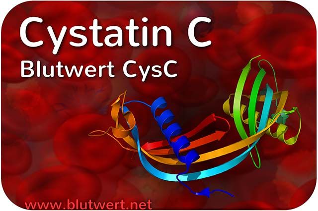 Cystatin C