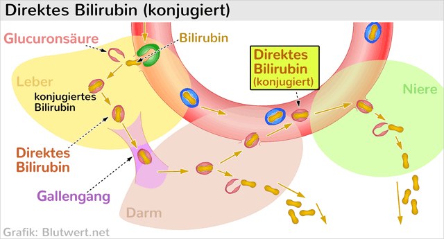 Direktes Bilirubin