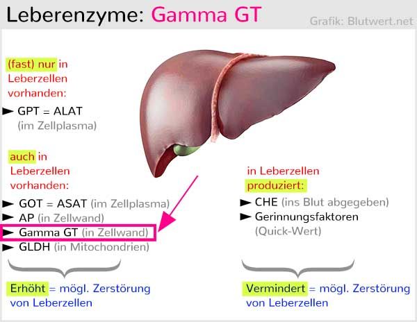 GGT Wert