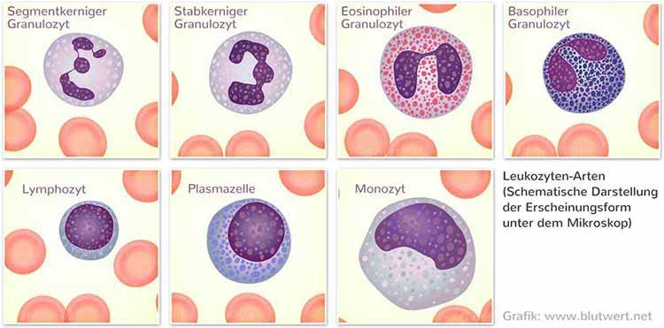 Immunzelle