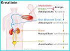 Kreatinin Normalwert