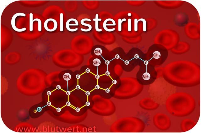 Laborwerte Cholesterin