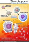 Lebensdauer Thrombozyten