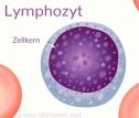 Lymphozyten