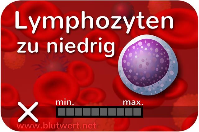 Lymphozyten vermindert