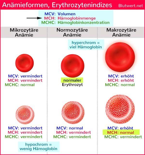 MCH Blutwert