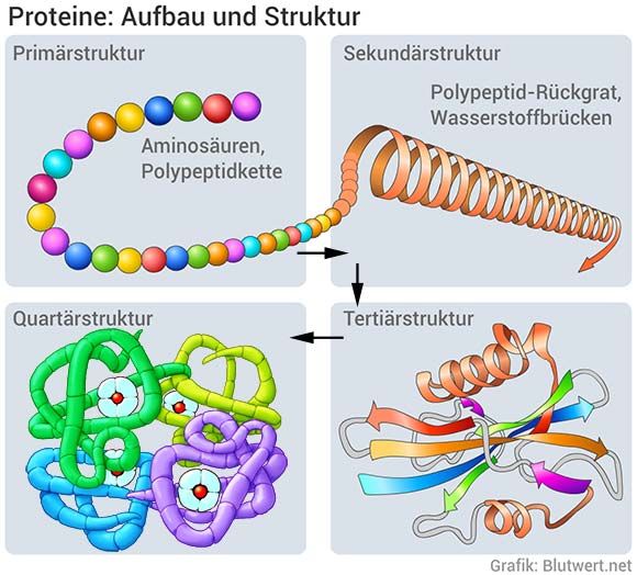 Proteine