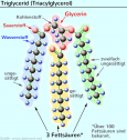 Triglyceride