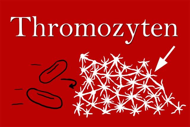 Was sind Thrombozyten?