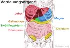 Verdauungssystem