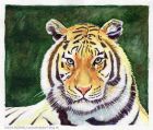 Aquarell malen: Tiger