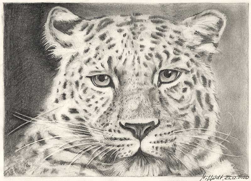 Leopard Bleistiftzeichnung 