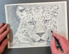 Tiere zeichnen