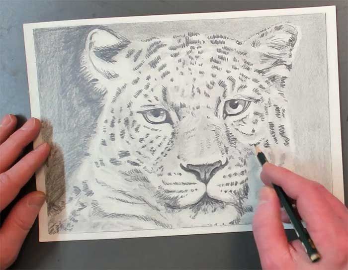 Tiere zeichnen