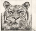 Tiger zeichnen