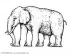 Elefant (5 Beine)