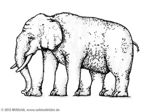 Elefant (5 Beine)