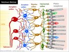 Netzhaut, Retina