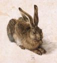 Albrecht Dürer Hase
