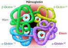 Aufbau Hämoglobin
