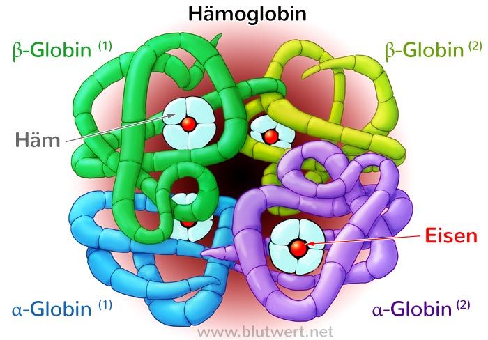 Aufbau Hämoglobin