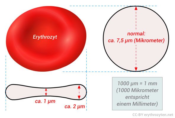 Erythrozyten