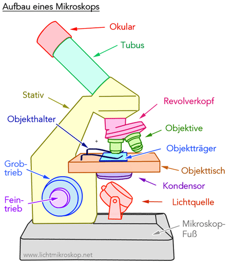 Lichtmikroskop