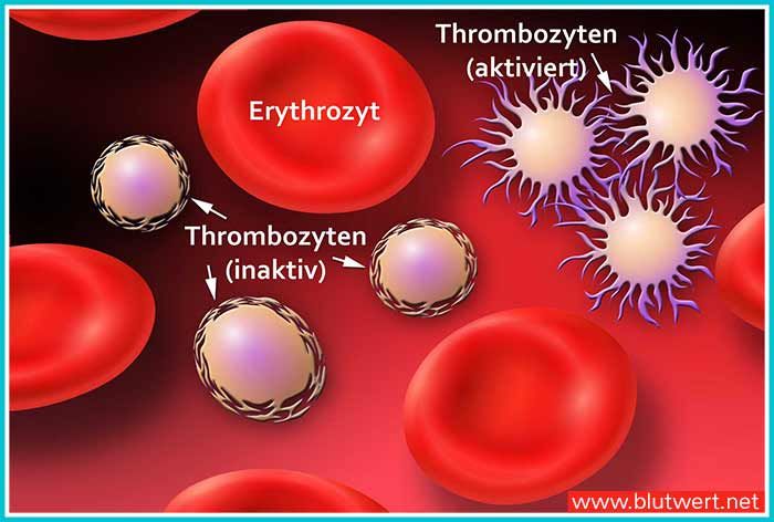 Thrombozyten Normalwert